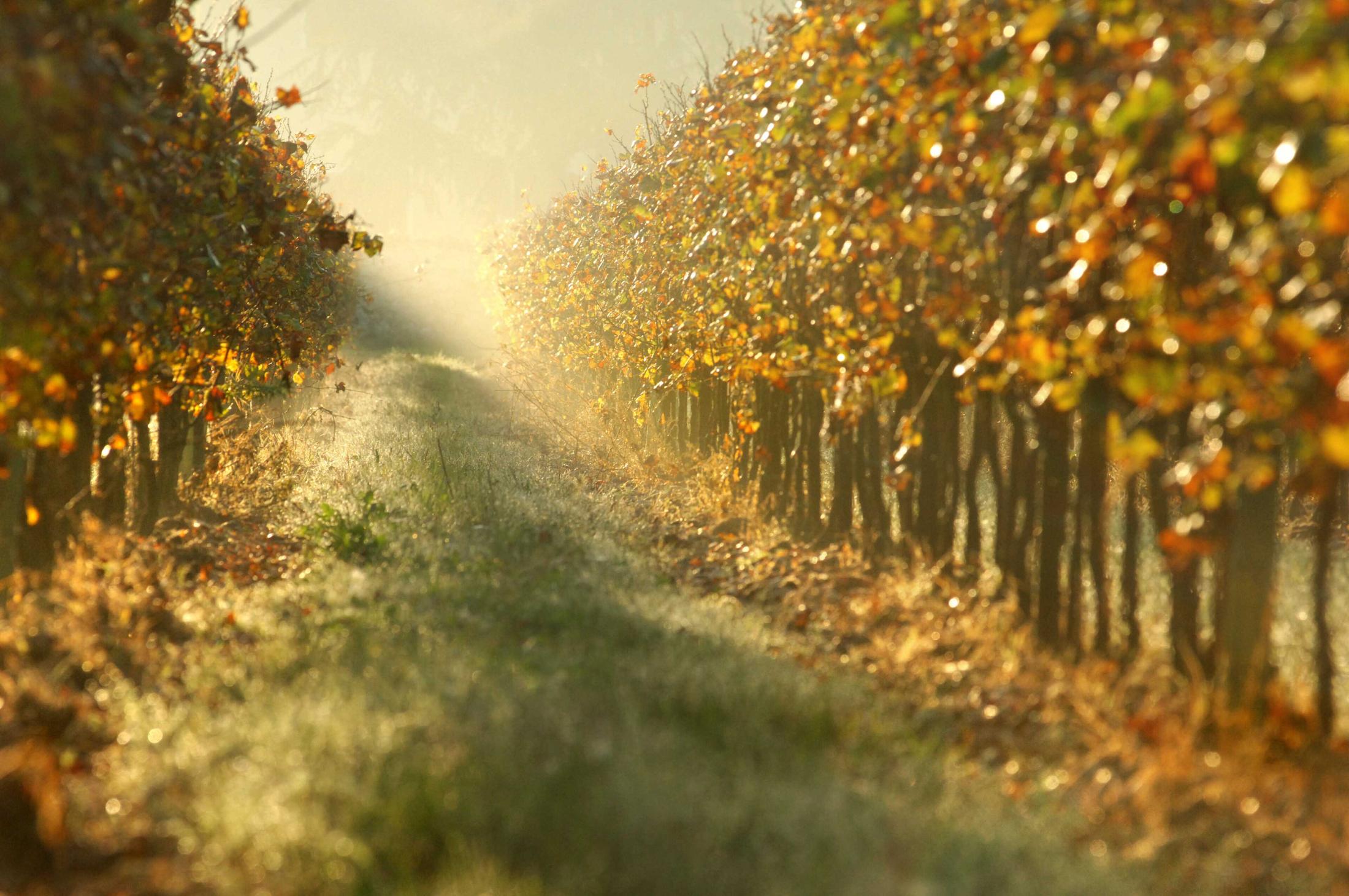 Filari di vite dorati in Franciacorta nella luce d'autunno